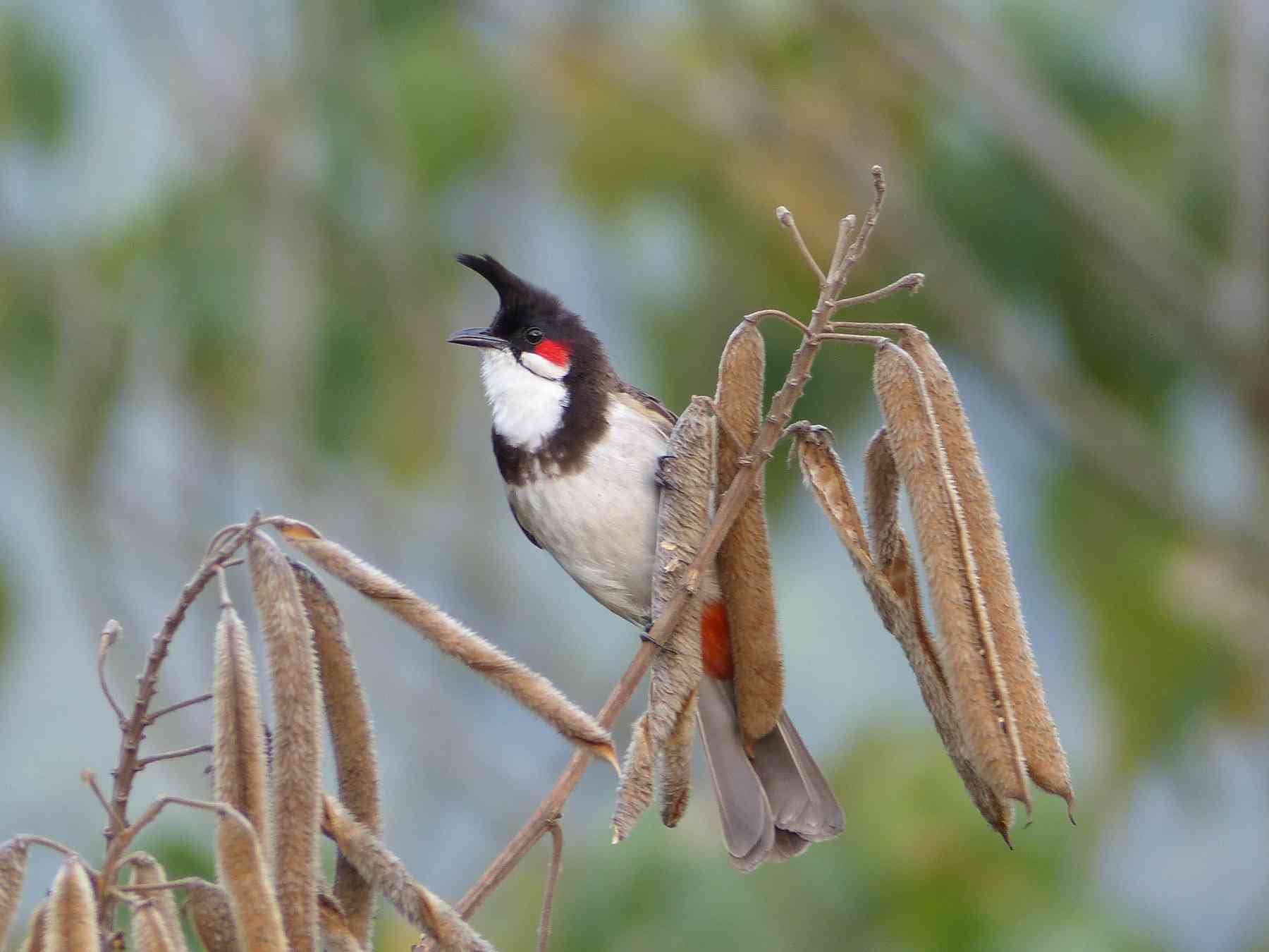 Red-whiskered Bulbul in the Nilgiris