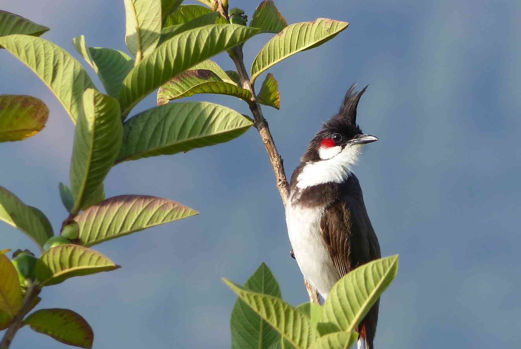 Red-whiskered Bulbul in the Nilgiris