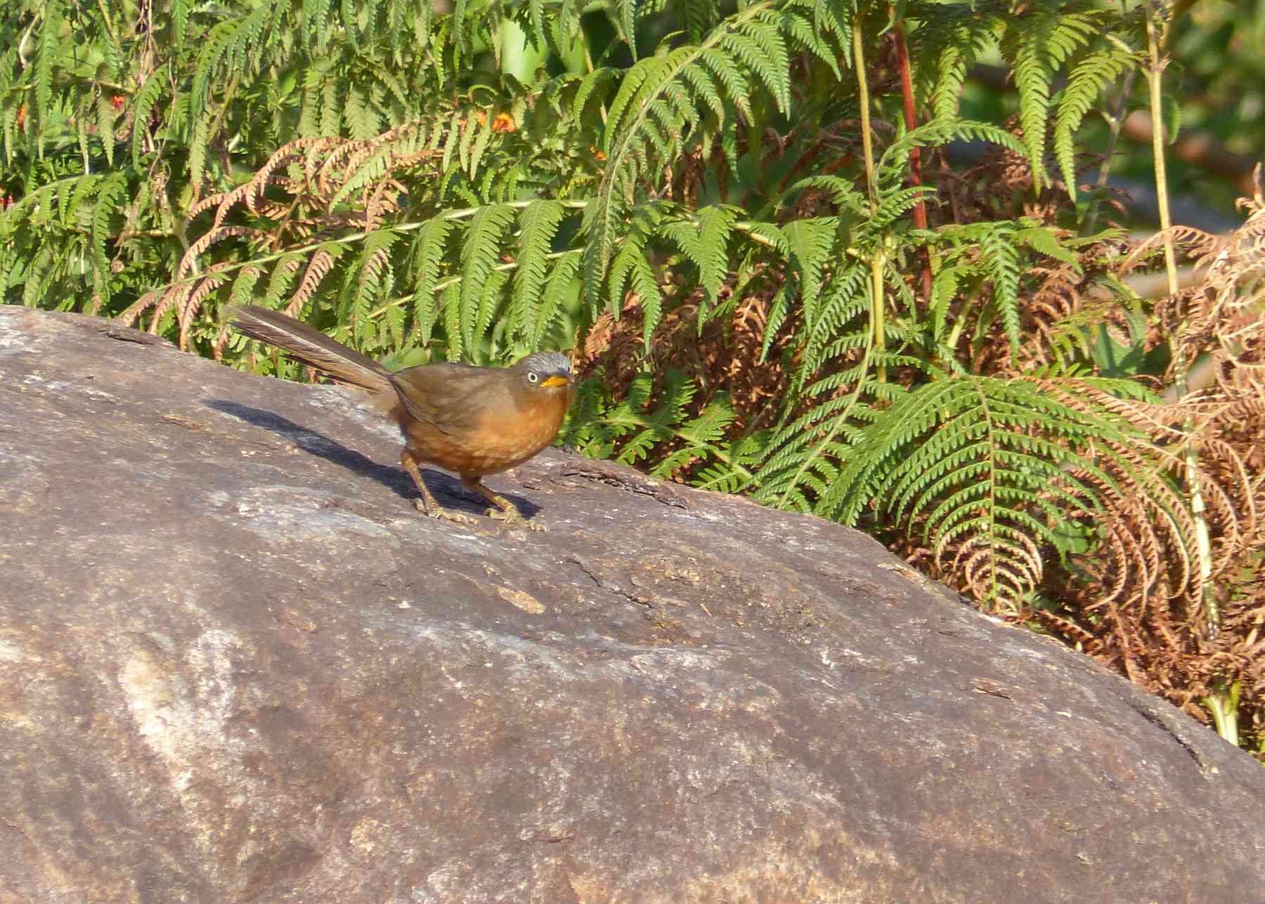 Rufous Babbler in the Nilgiris