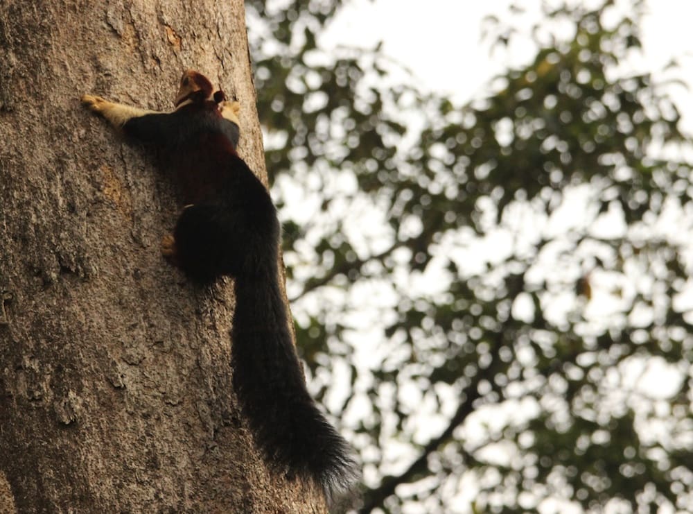 A Giant Squirrel in the rainforest in Valparai