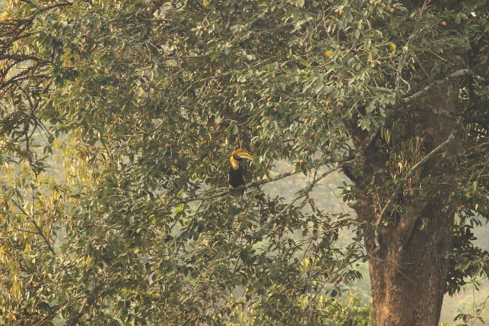 The habitat in Valparai is conducive for Great Indian Hornbills