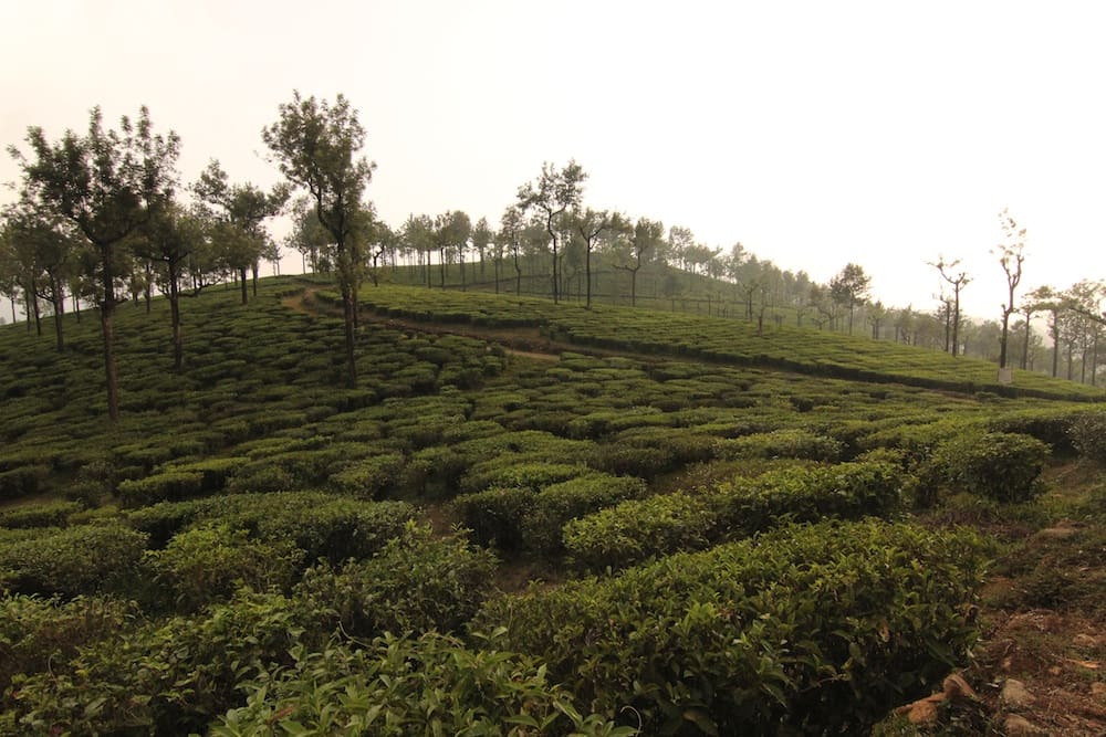 Sunset brings out a vivid image of the tea garden in Valparai