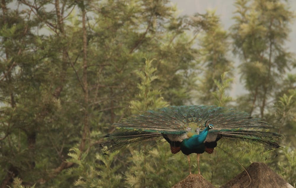The reluctant peafowl. This was the extent it raised its feathers
