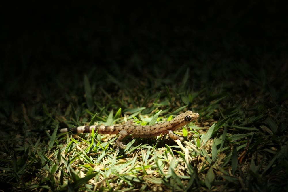 Gecko in Valparai