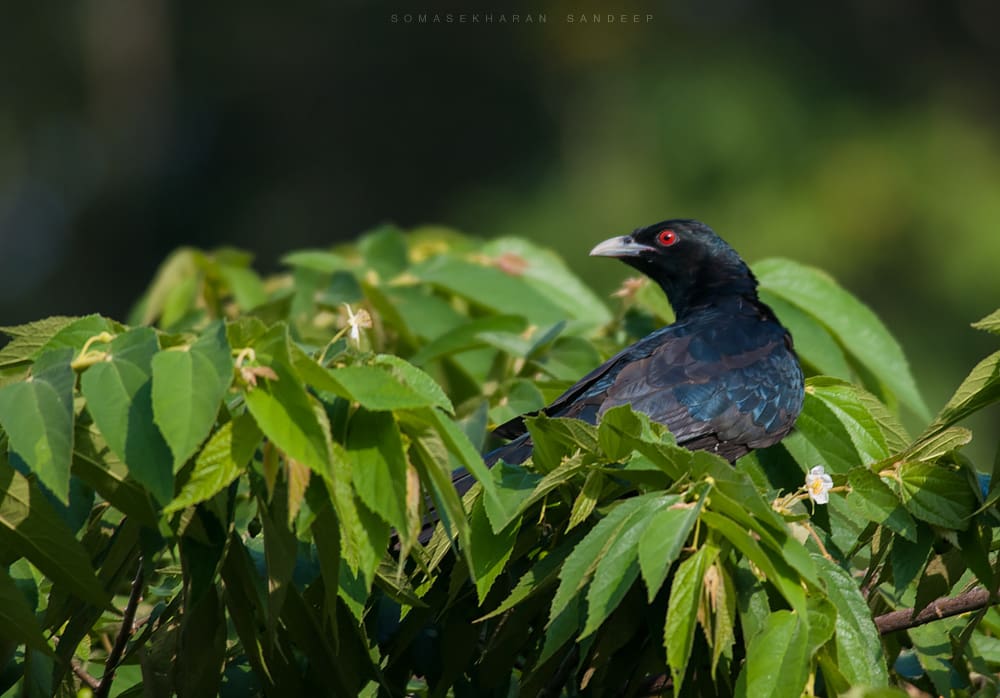 The red eyed crow - the Asian Koel