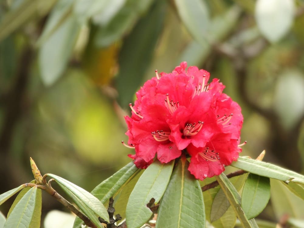 The Rhododendron is the state flower of Uttarakhand