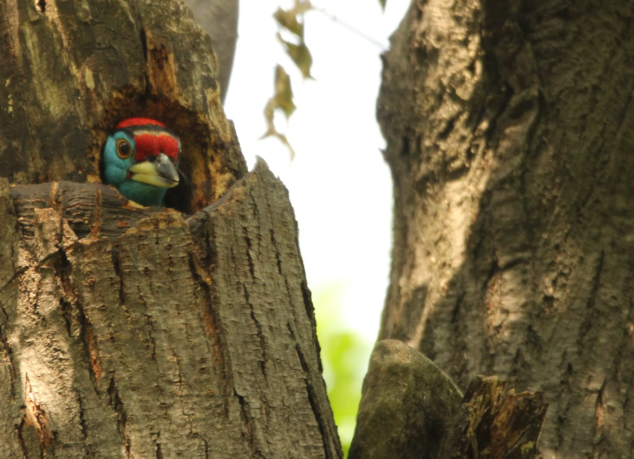 The Blue Throated Barbet felt at home with my presence