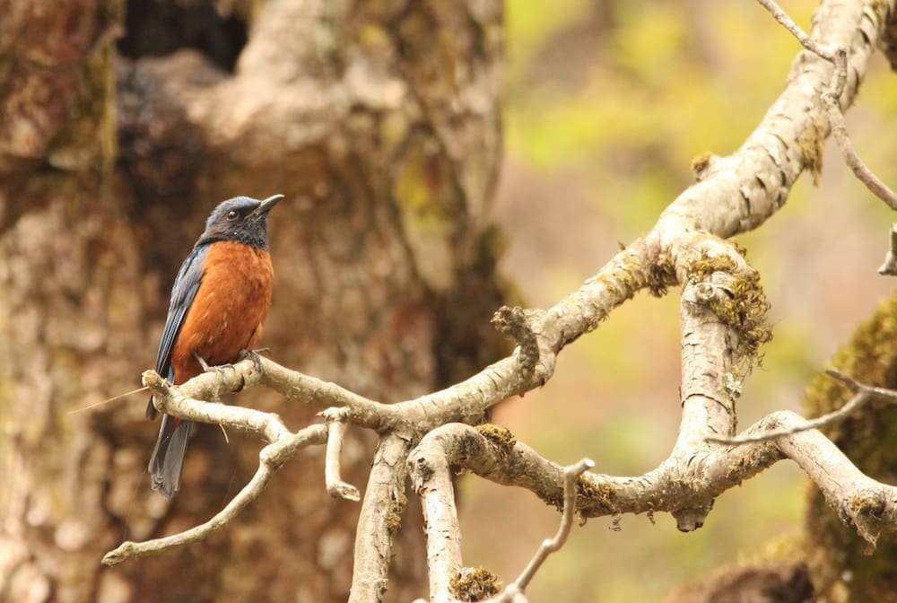 Chestnut Bellied Rock Thrush