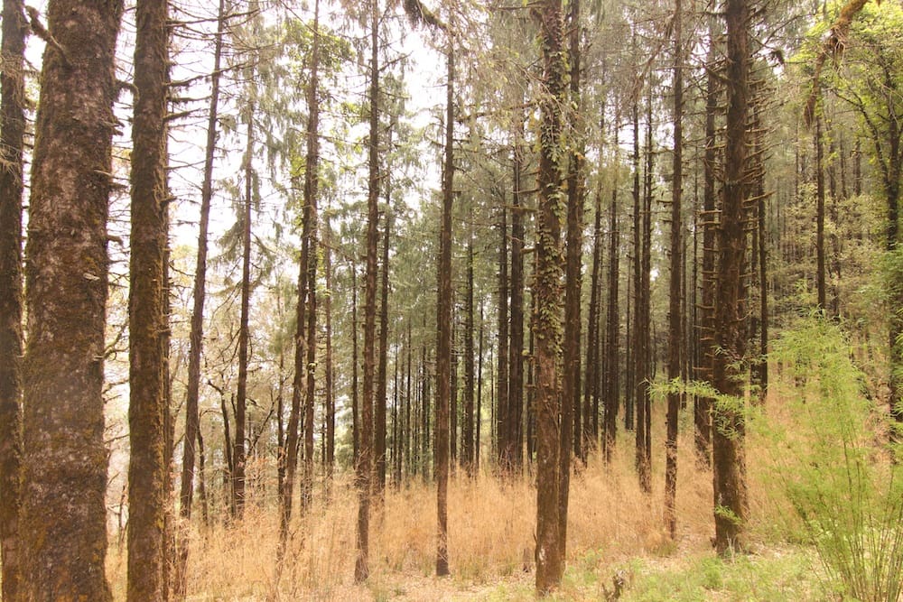 Deodar forest in Pangot