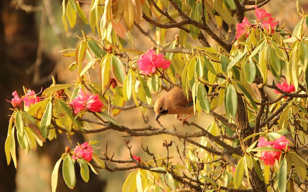 A Eurasian Jay among Rhododendrons
