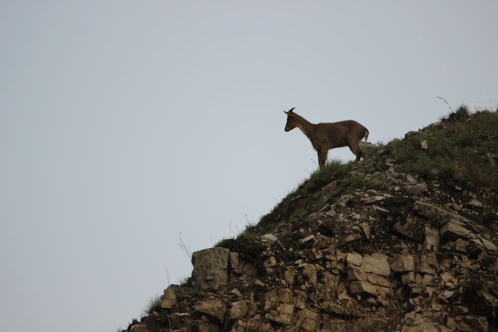 A goral at vantage in Pangot