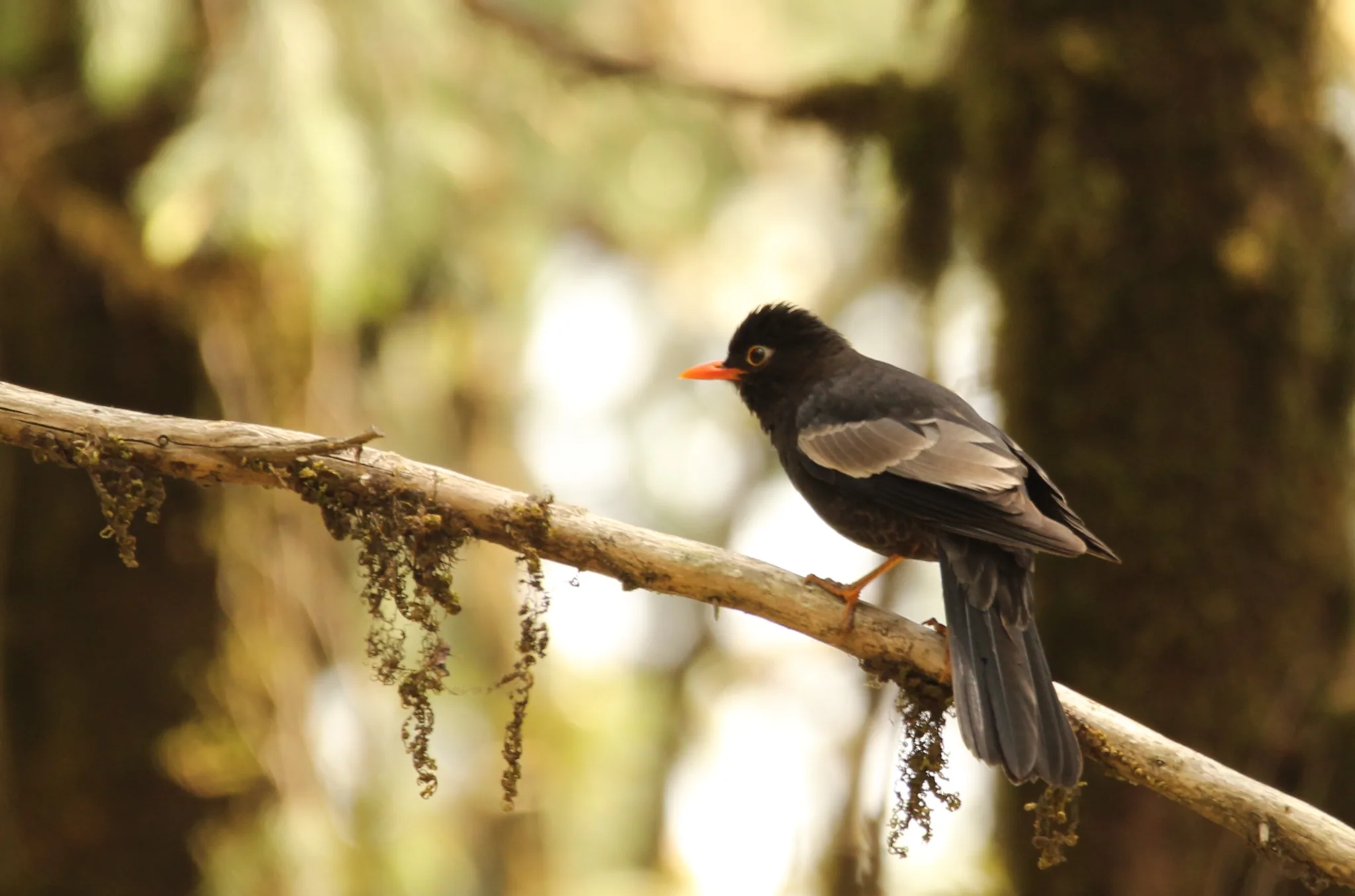 A Grey-winged Blackbird seeks out breakfast in Pangot, Uttarakhand