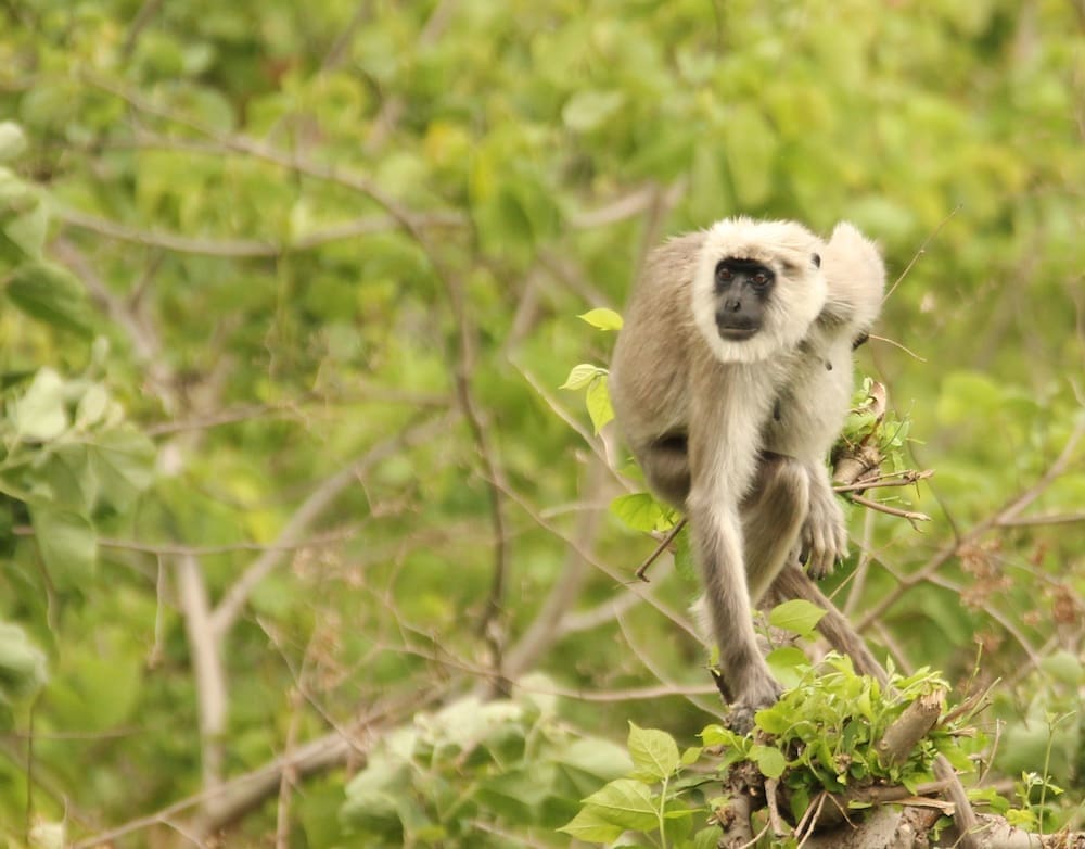 A Himalayan Grey Langur at Pangot, Kumaon