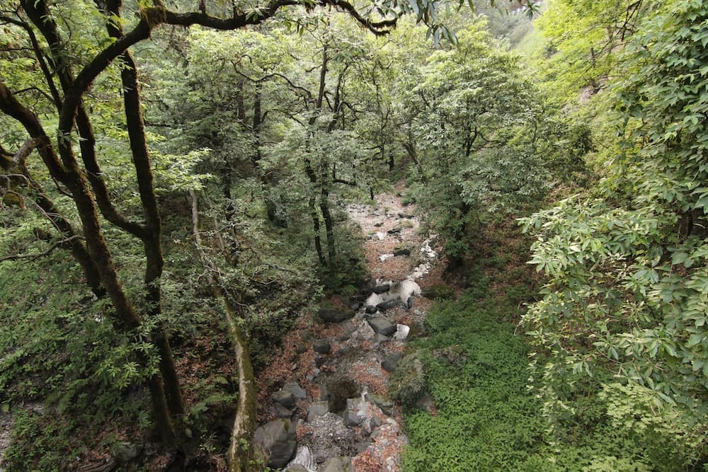 A forest stream