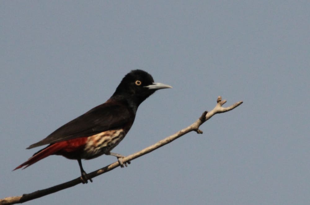 A Maroon Oriole in Pangot, Uttarakhand