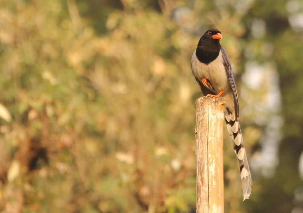 Magpie performing the balancing act