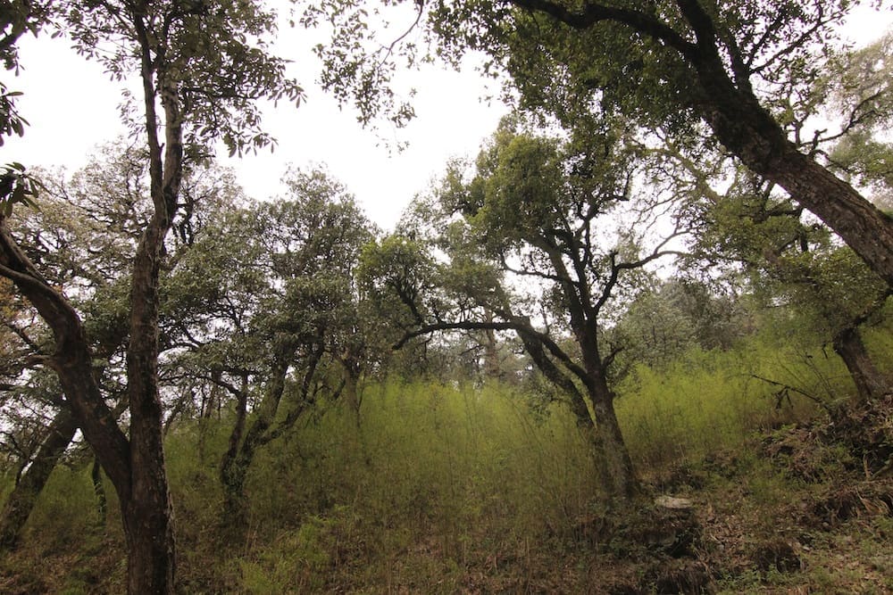 Ringal or dwarf bamboo surrounded by oak trees in Pangot