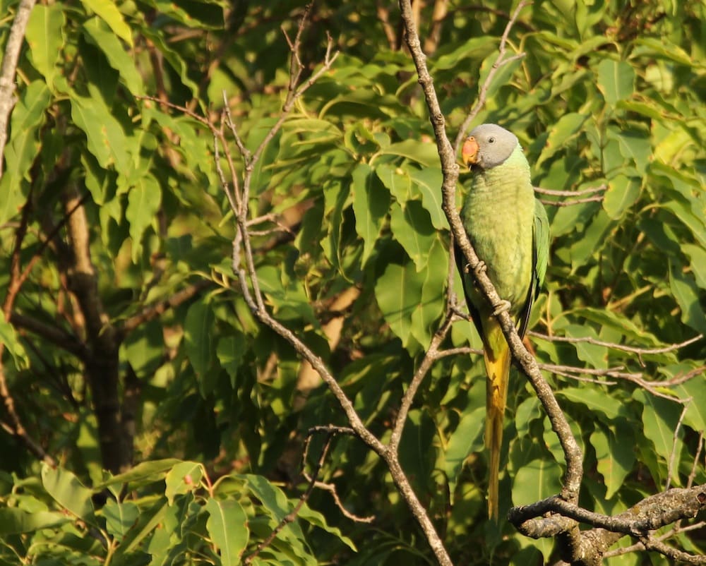 Slaty-headed Parakeet in Pangot