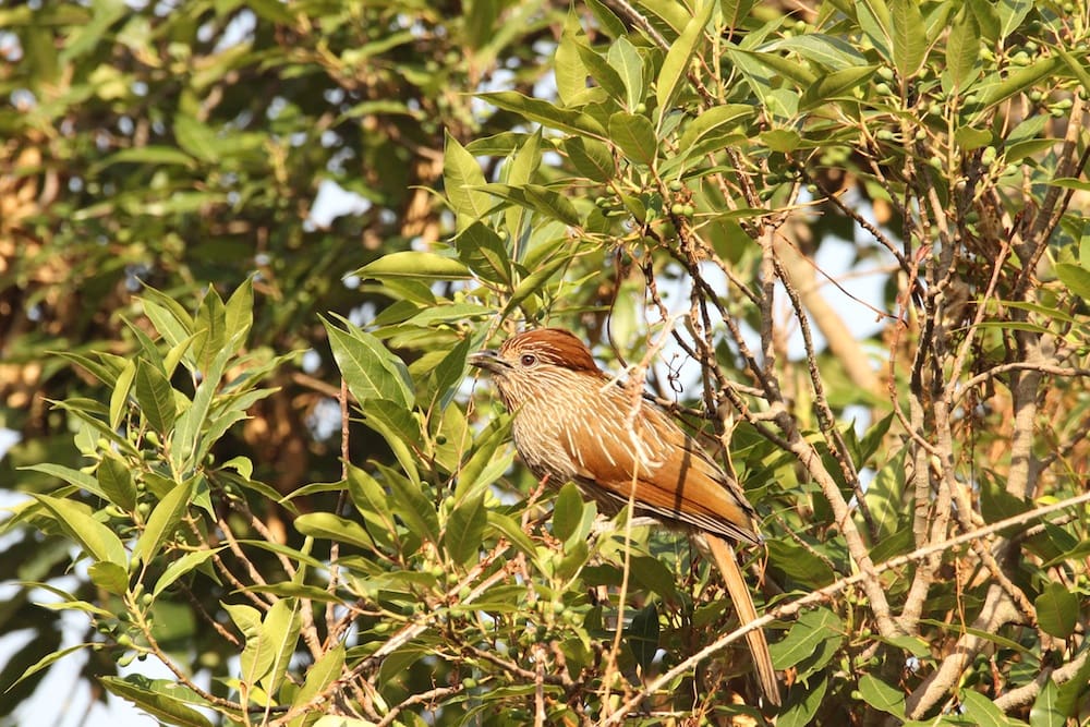 A Striated Laughingthrush in Pangot
