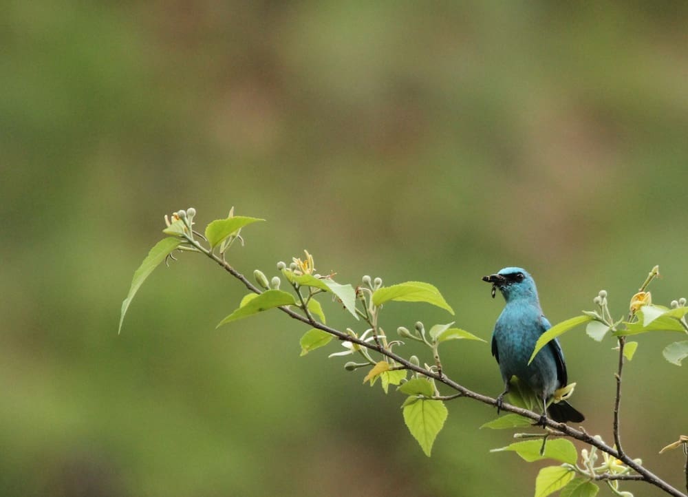 A Verditer Flycatcher in Pangot. Its name refers to its blue-green hue