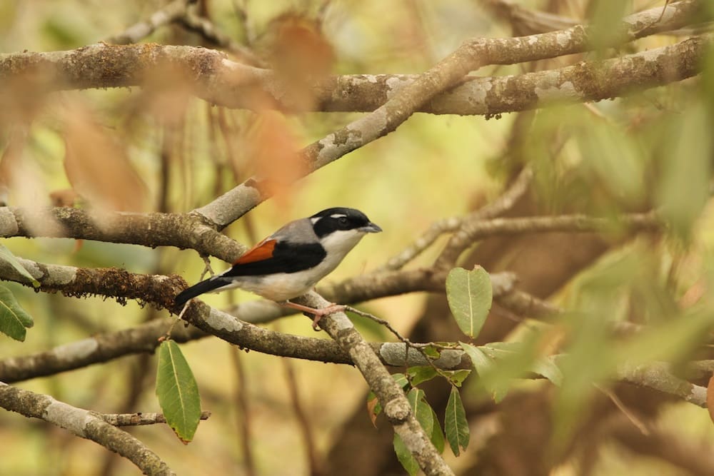 Is that a shrike or a babbler? It's a White-browed Shrike-Babbler!