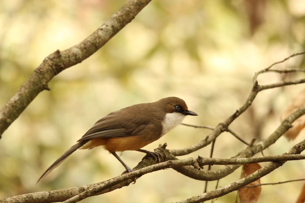 The White-throated Laughingthrush always hung out in social groups of around half a dozen