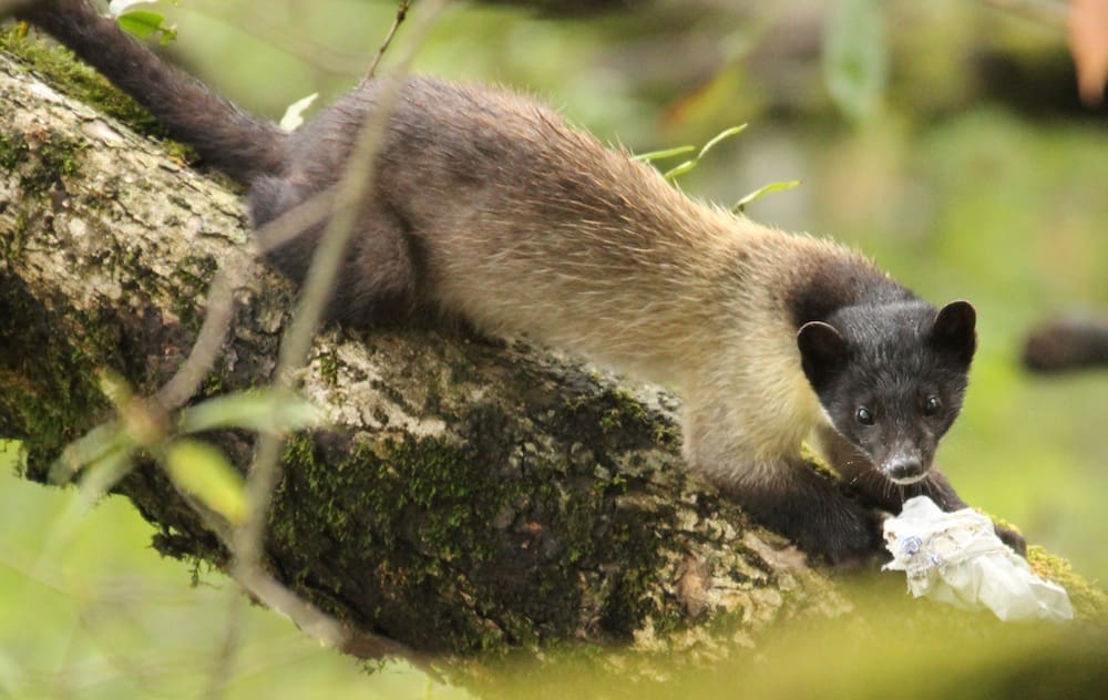 A Yellow Throated Marten in Pangot