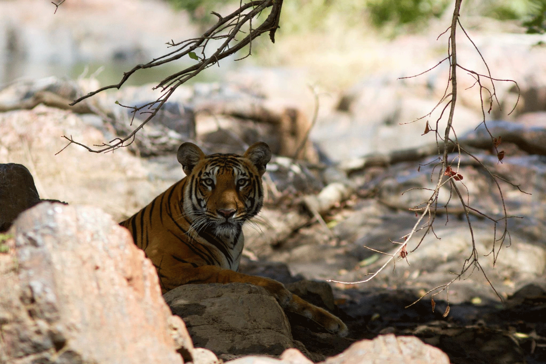 The sleeping tiger woke up and looked surprised (Photo copyright: Ananth Raj)