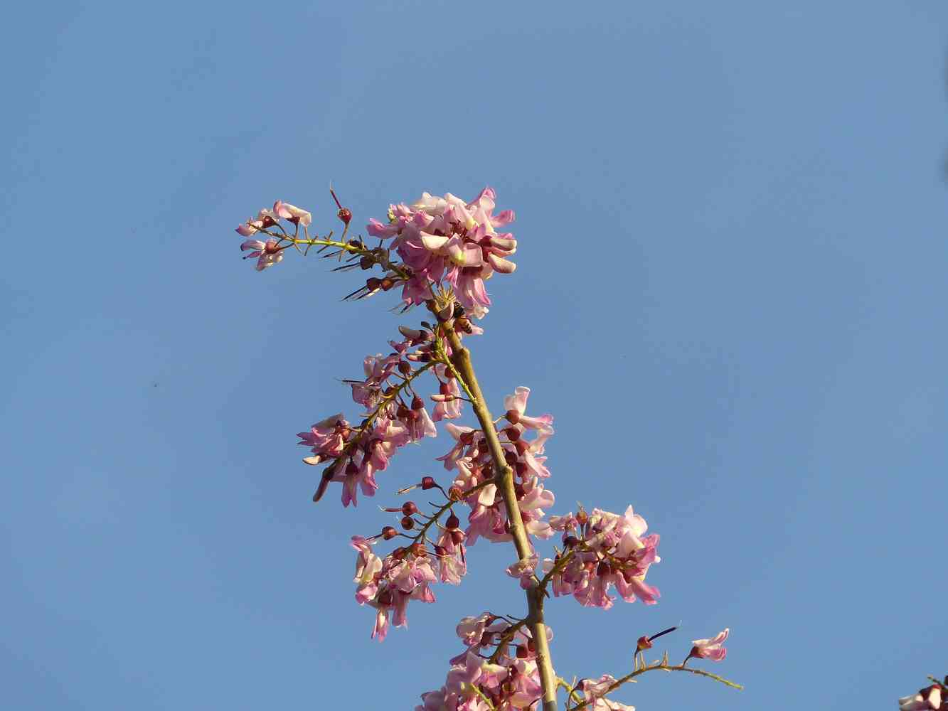 Gliricidia in flower at Horsley Hills