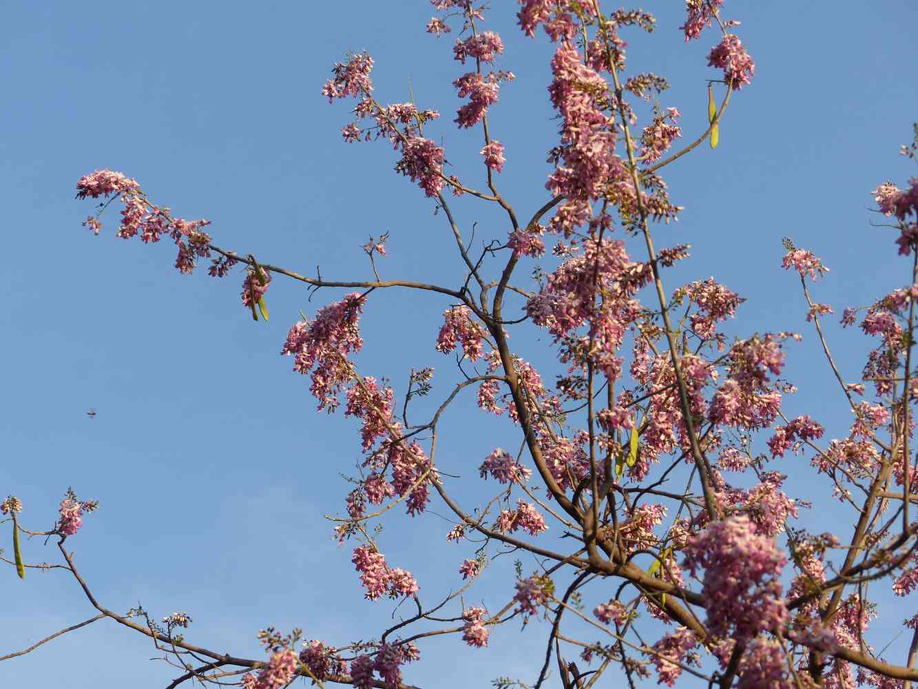 Flowering Gliricidia in Horsley Hills