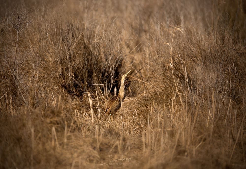 Master of camouflage, American Bittern