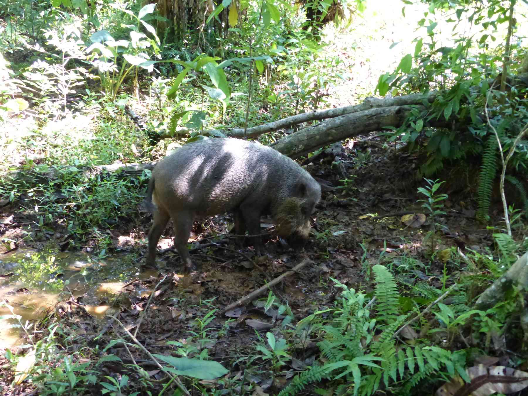 Bornean Bearded Pig in Bako National Park, home of the Colugo