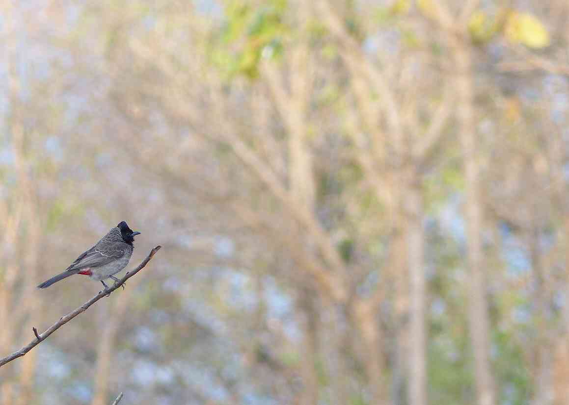 Red-vented Bulbul at Manchanabele