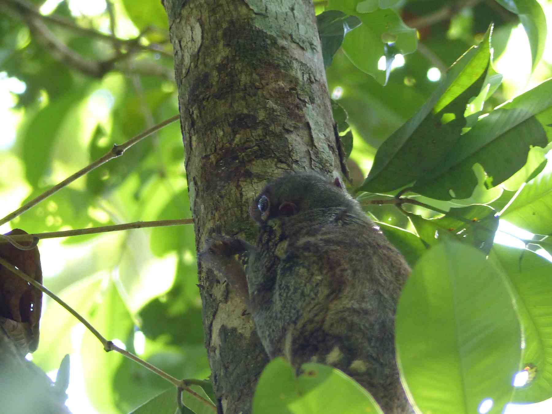 Against the bark of the tree, the Colugo is neatly camouflaged