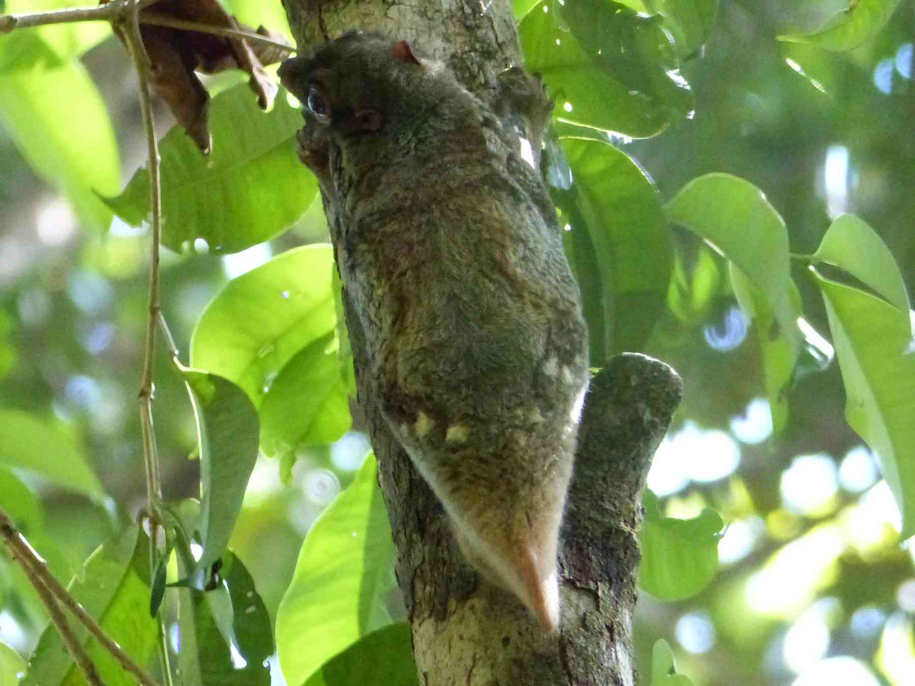 Colugo in Bako National Park, Sarawak, East Malaysia