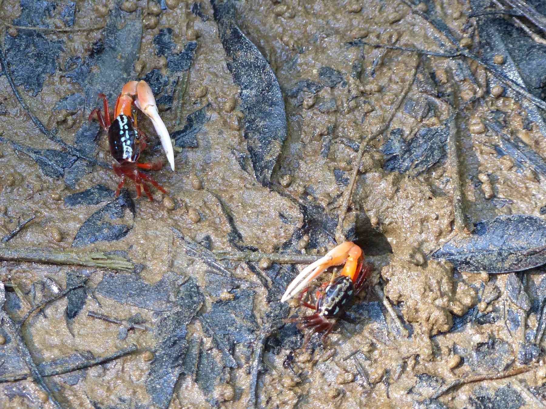 Fiddler Crabs indulge in a spot of sabre-rattling in the brackish creeks
