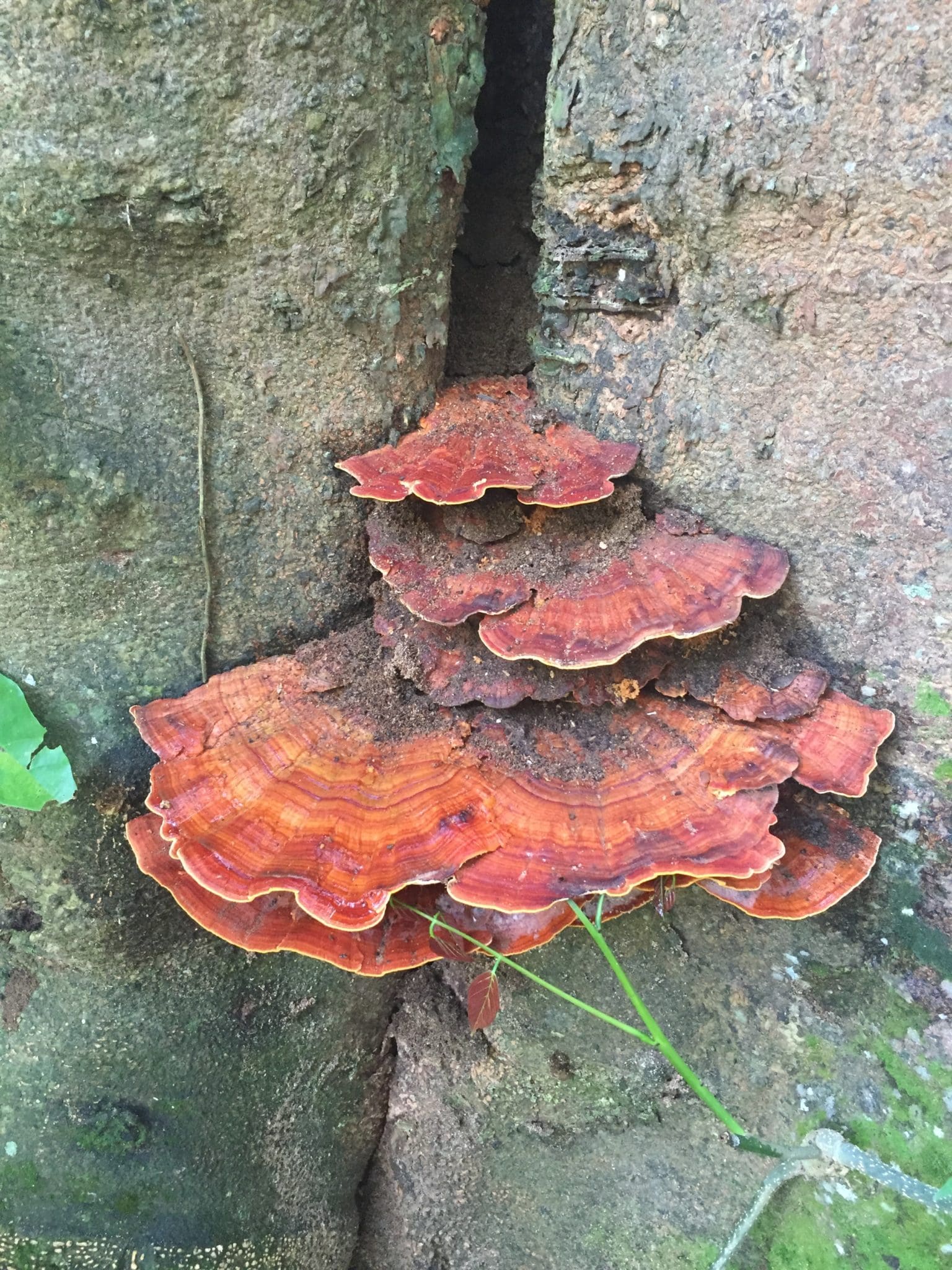 The forest had an abundance of fungi