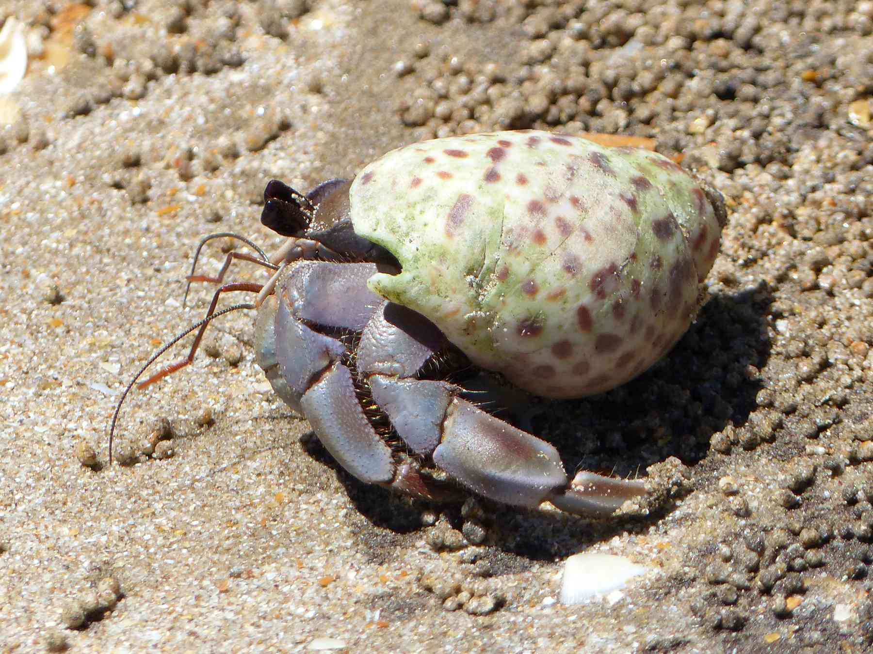 A hermit crab on the beach at Bako National Park