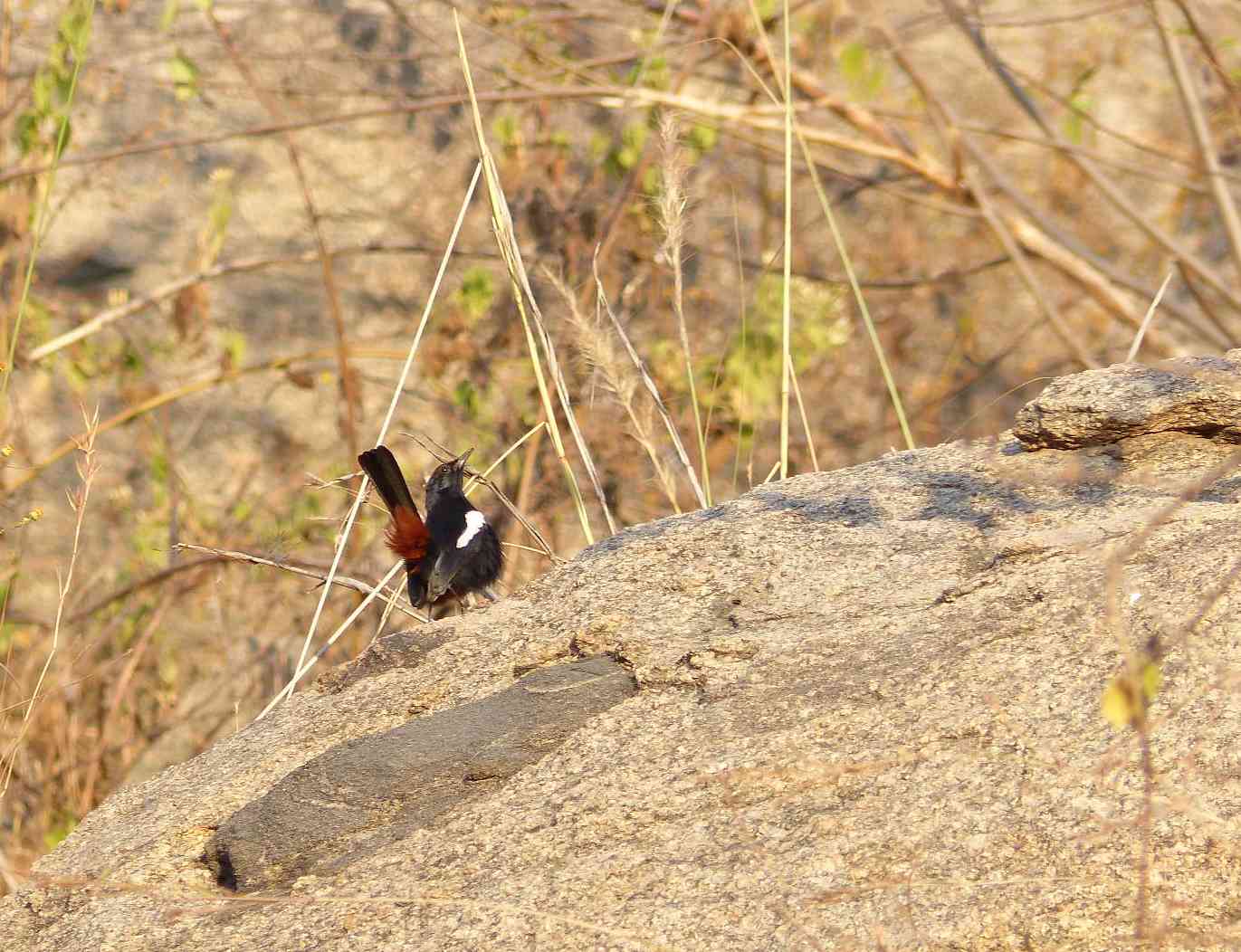 Indian Robin male displaying