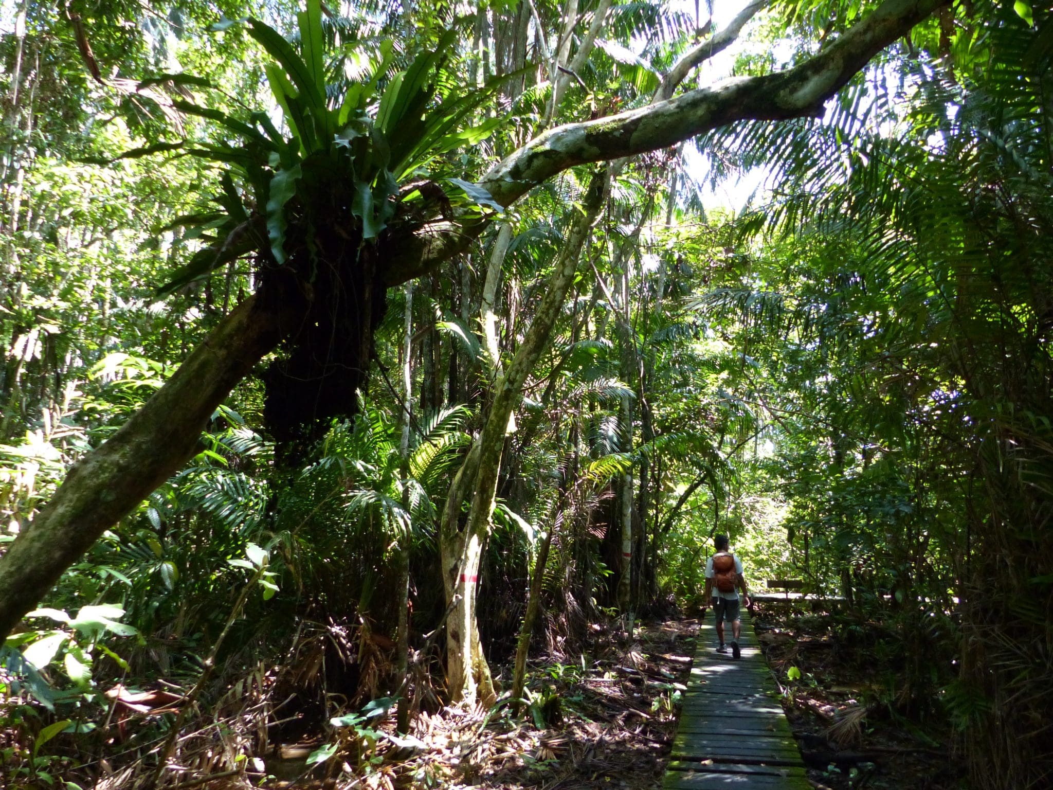 In Bako National Park, on the trail of the Colugo