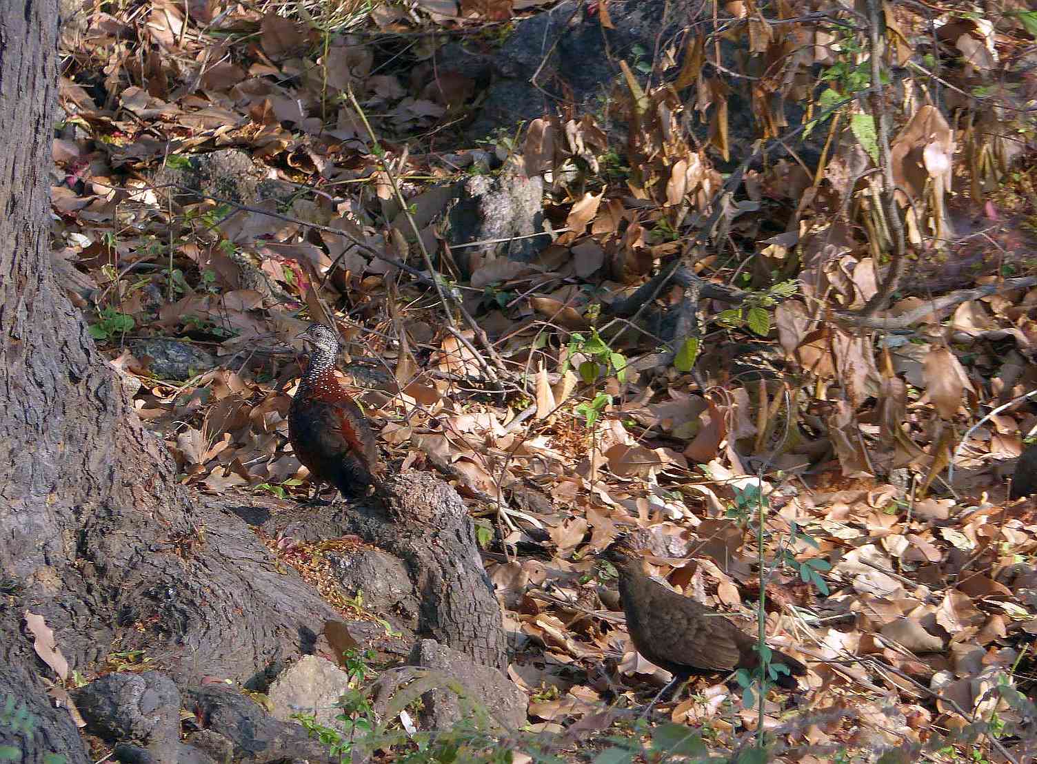 Painted Spurfowl at Mancchanabele