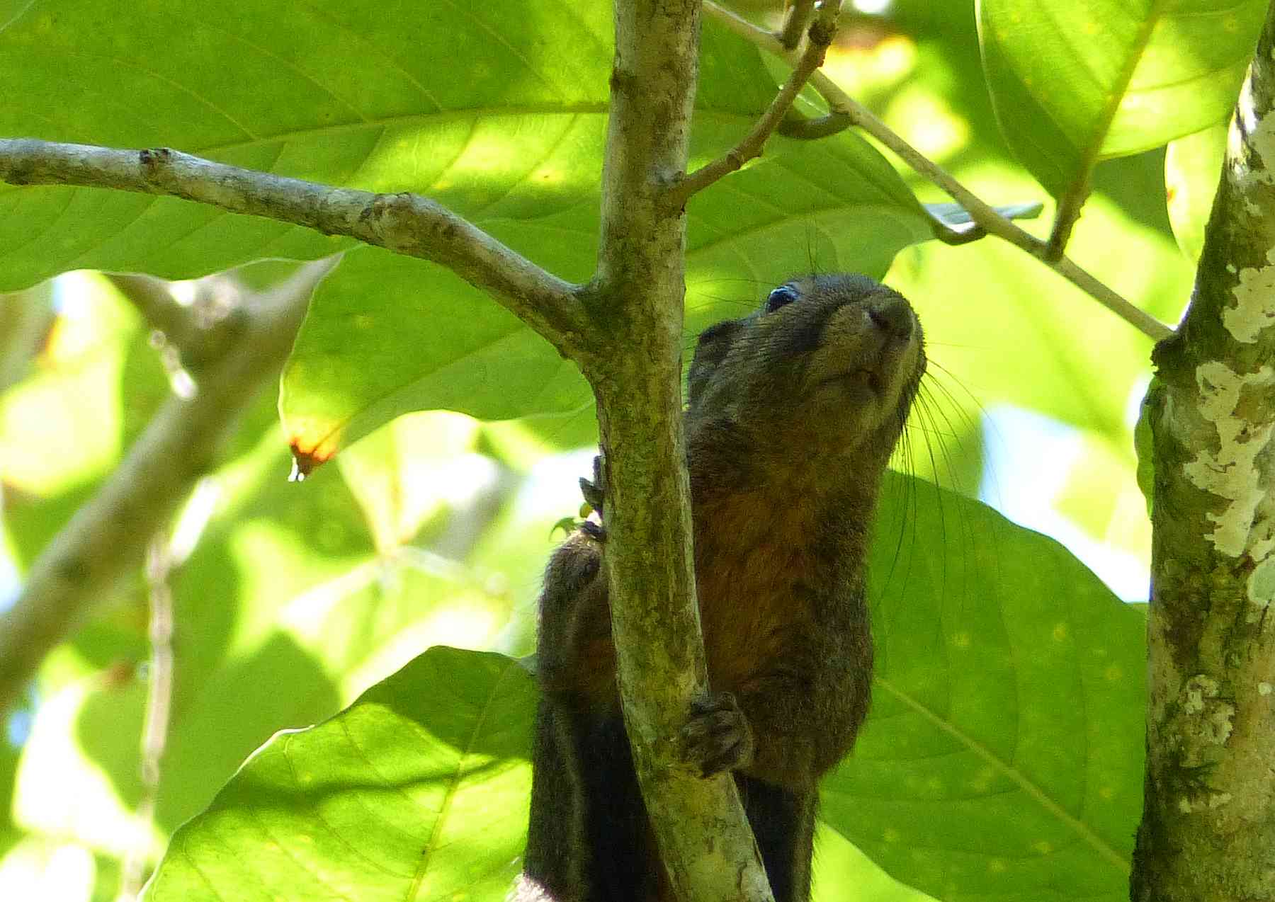 Plantain Squirrel in Bako National Park, home of the Colugo