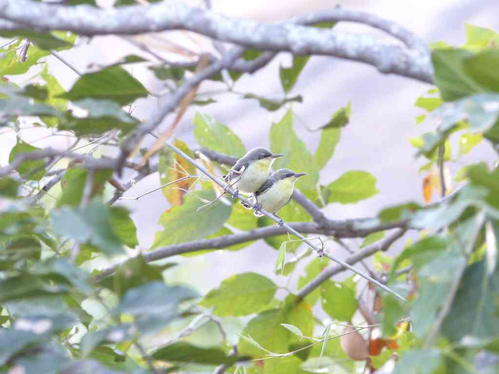 Manchanabele - Sunbirds