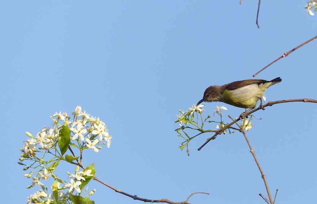 Manchanabele - Sunbirds