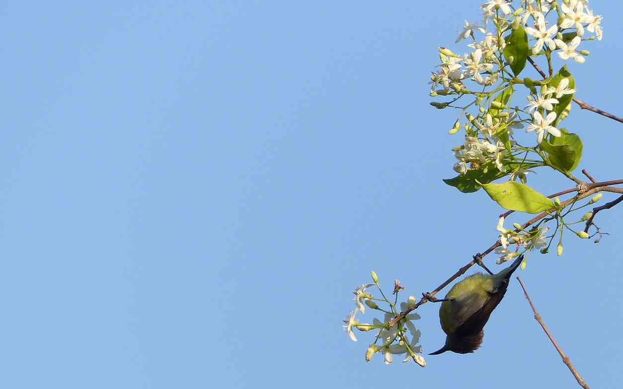 Manchanabele - Sunbirds