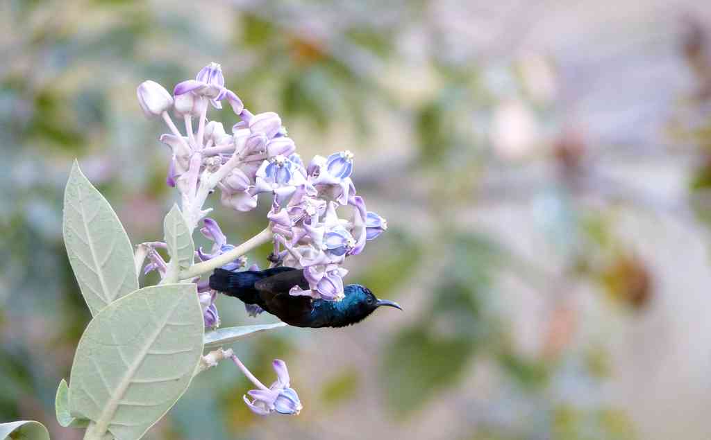 Manchanabele - Sunbirds