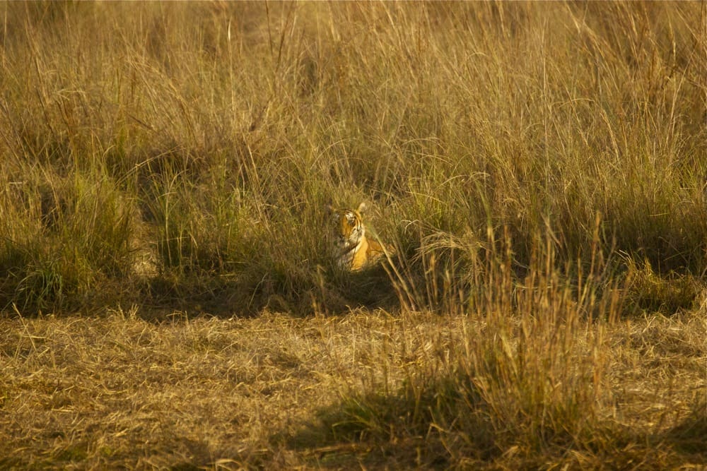 Choti Tara makes a brief appearance at Jamni grassland in Tadoba