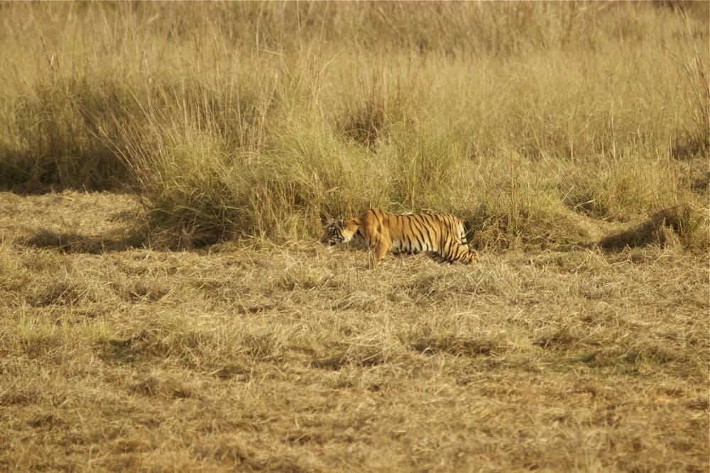 Tadoba Tiger - Choti Tara cubs