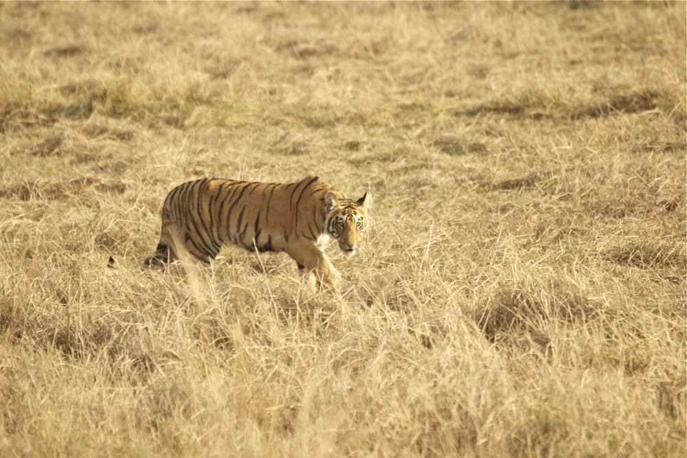 Tadoba tiger - Choti Tara cubs