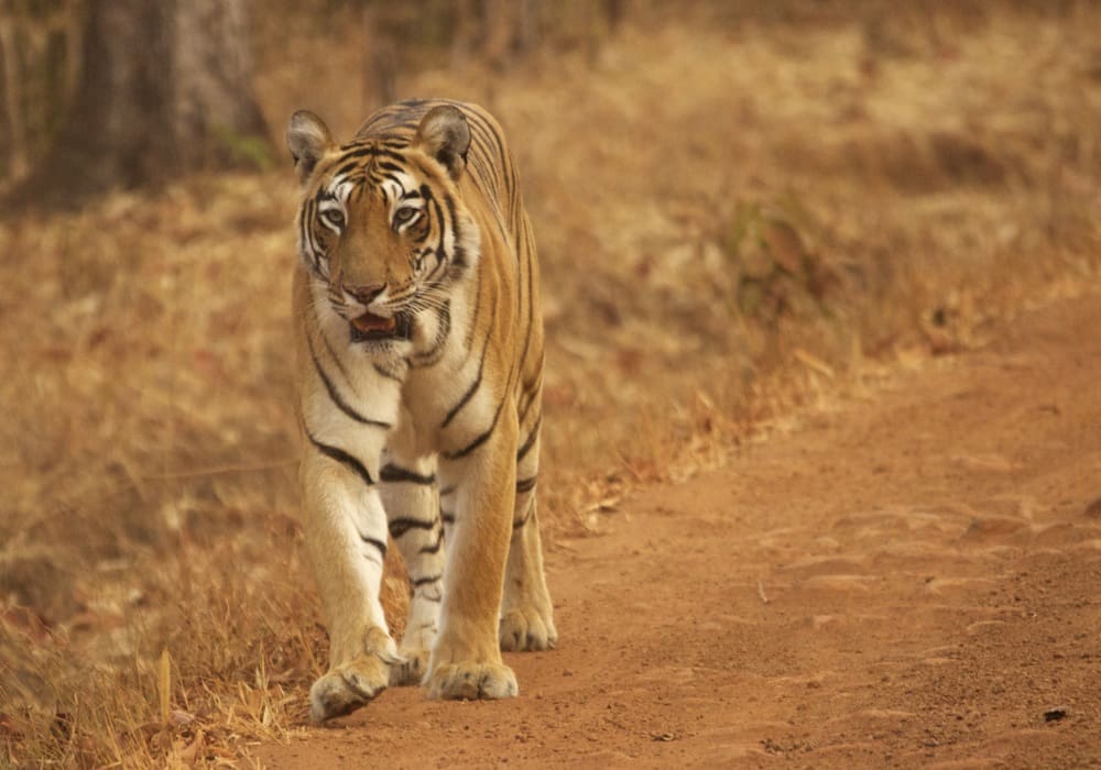 Choti Tara - Tadoba tiger with cubs